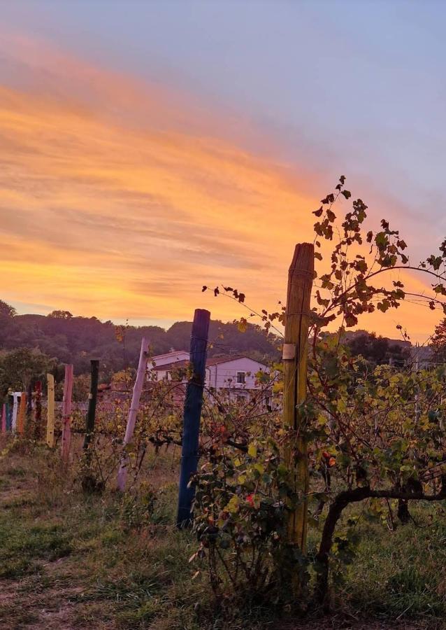 La Casa Nella Vigna Colline Del Vino Daire Capannori Dış mekan fotoğraf