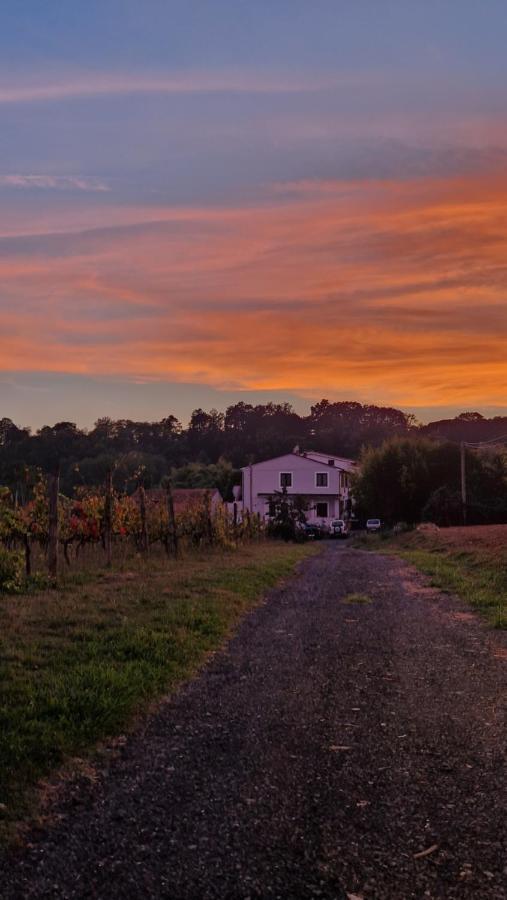 La Casa Nella Vigna Colline Del Vino Daire Capannori Dış mekan fotoğraf
