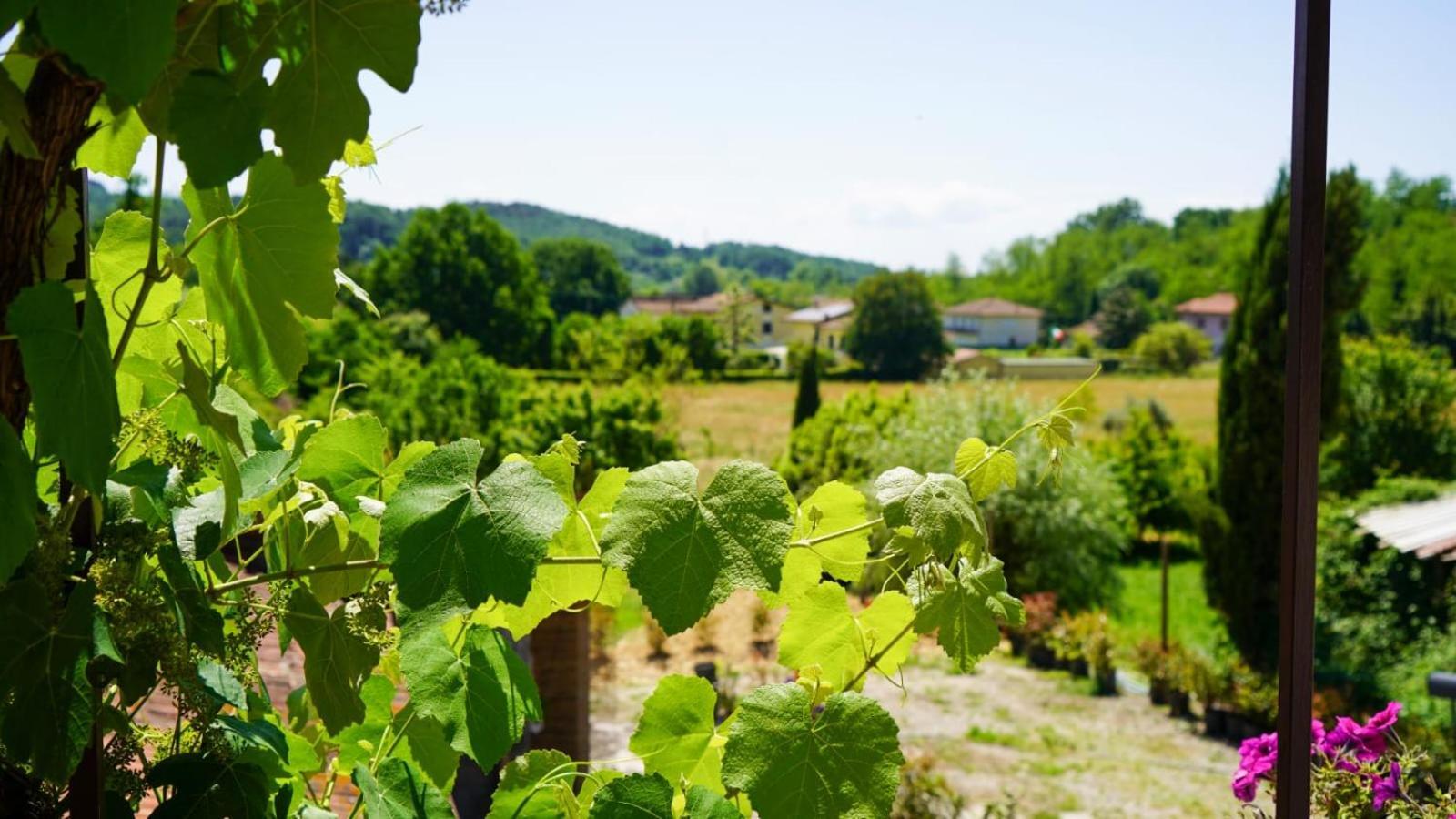 La Casa Nella Vigna Colline Del Vino Daire Capannori Dış mekan fotoğraf